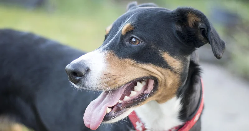 Addison-Krankheit beim Hund: häufig unterschätzt